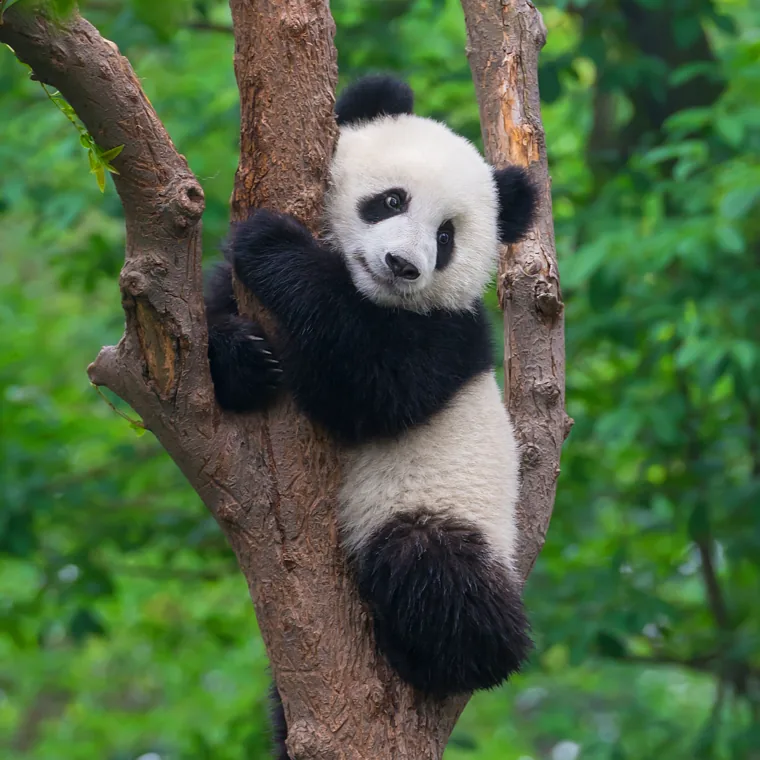 Un cachorro de panda gigante trepando un árbol en un bosque verde