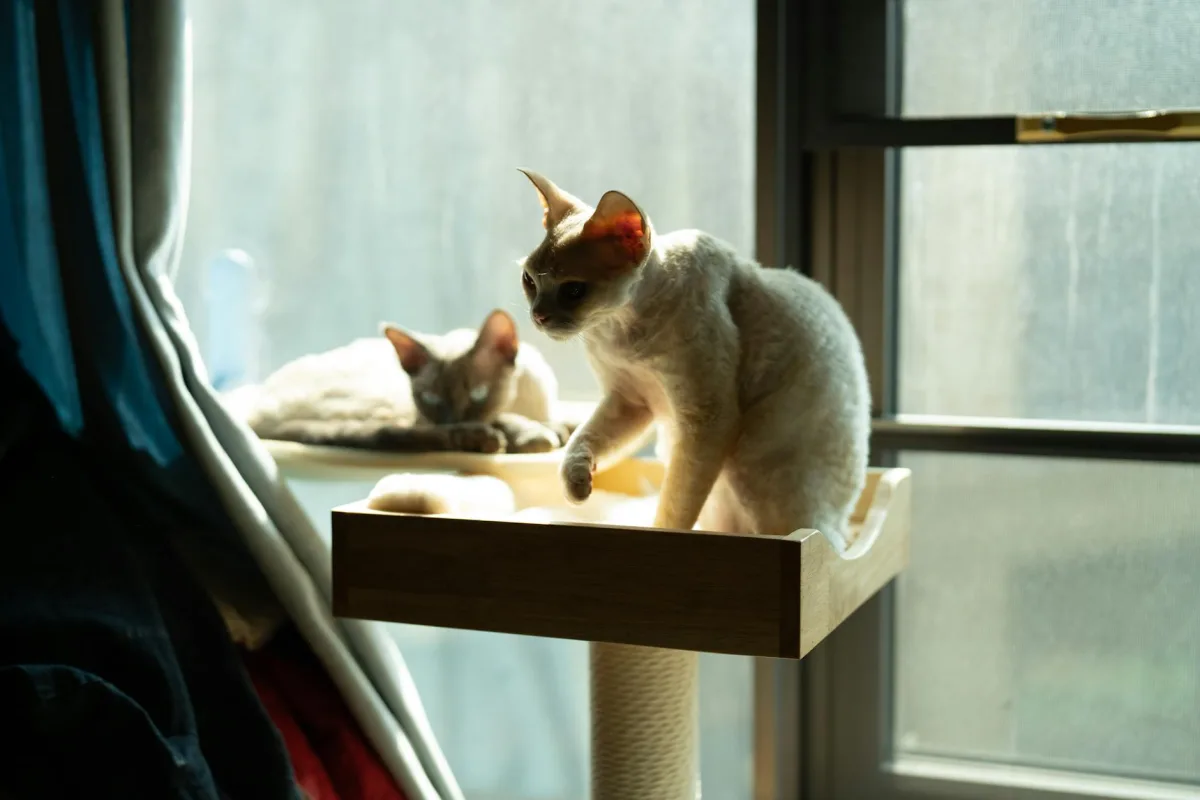 A short-haired cat asleep on a sunlit windowsill, a faint cloud of dander visible in the backlight.