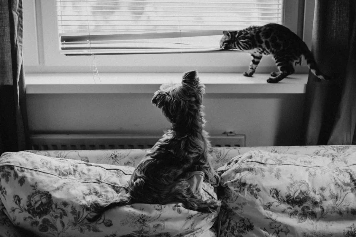 A living room with a parrot in a cage, a dog on a couch, and a cat on a windowsill, with a Terrestream sensor on a shelf.