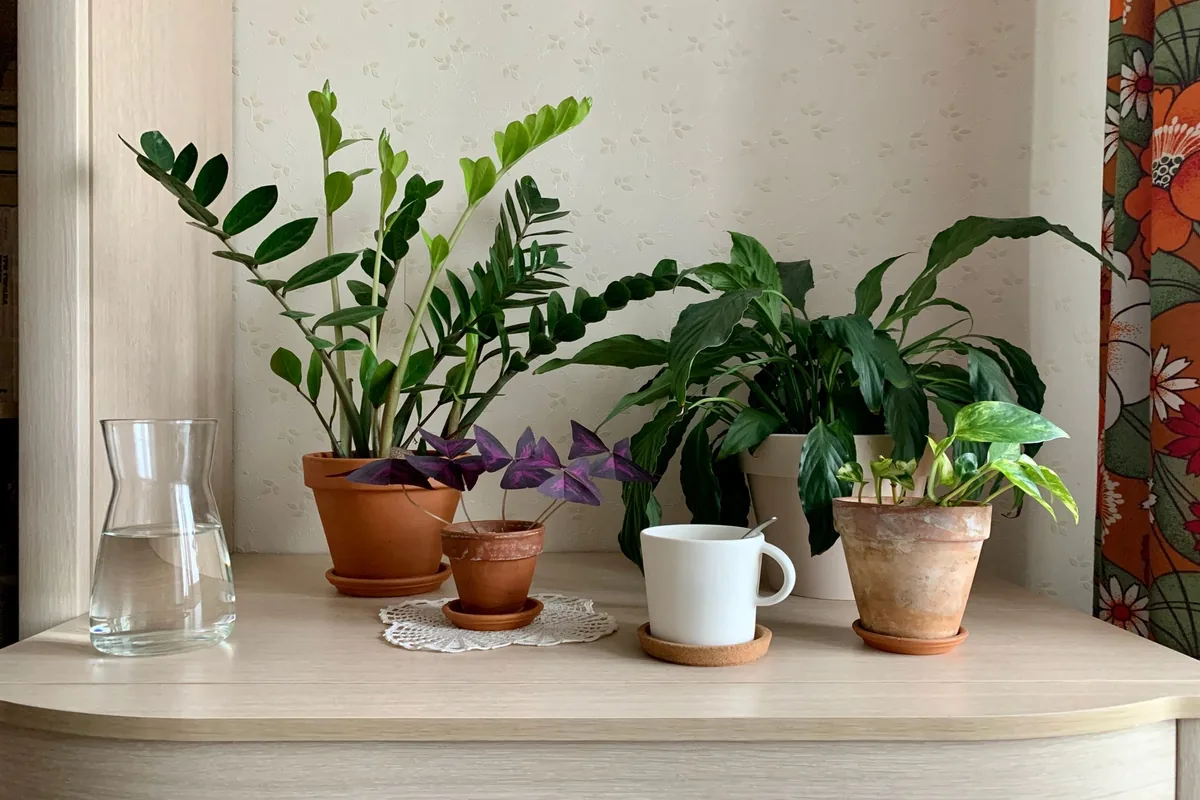 A windowsill with several houseplants next to a Terrestream sensor showing typical indoor readings.