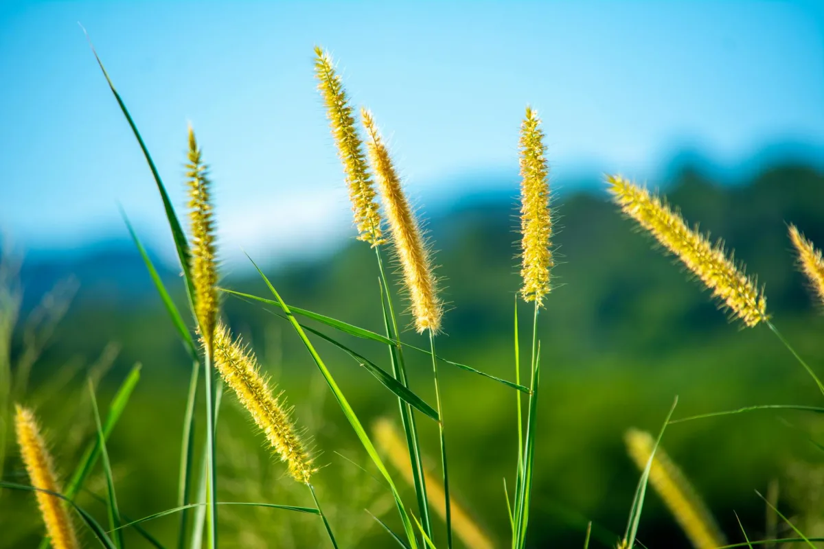 A sunlit field of grass with visible pollen drifting in the air.