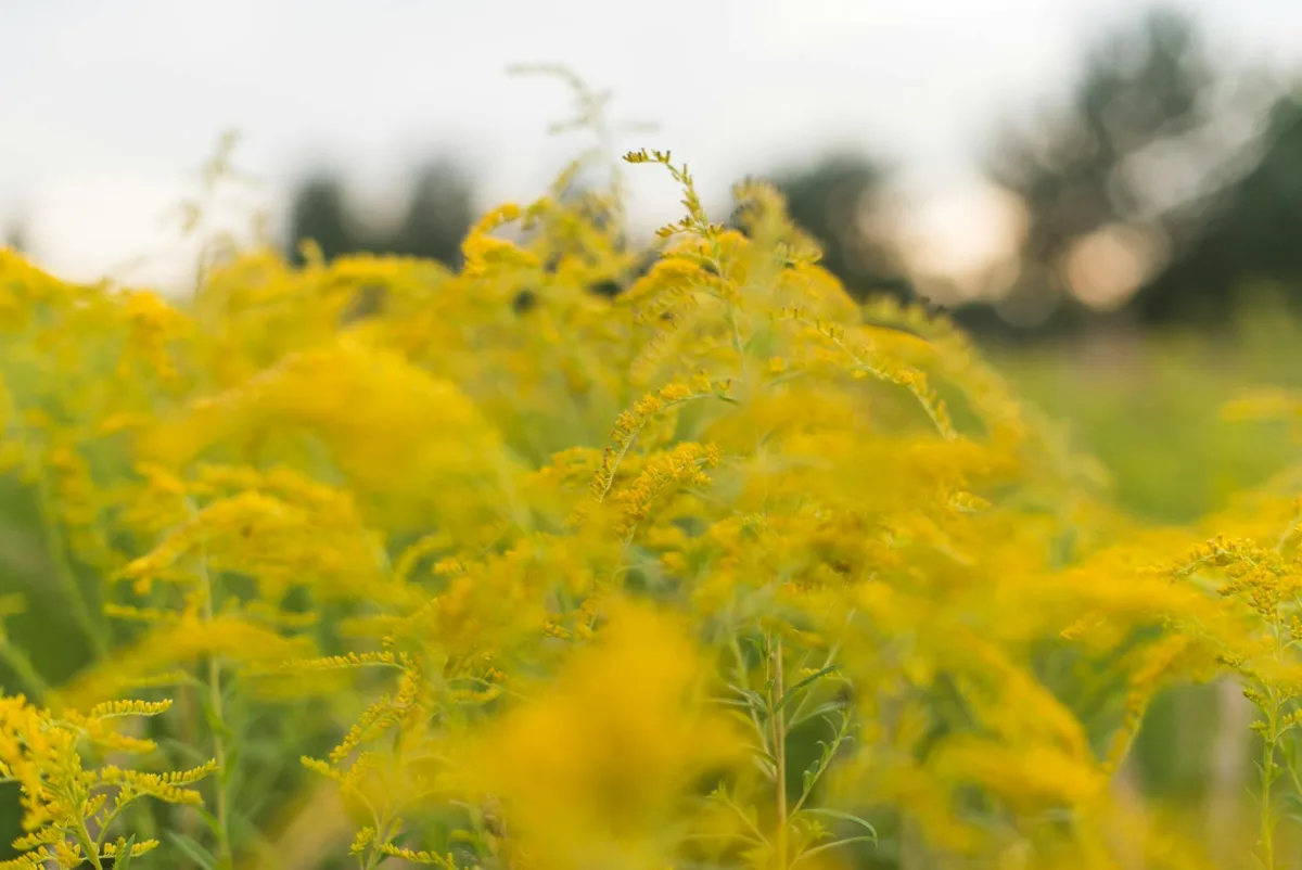 A field of ragweed flowering at the end of summer, golden-rod-like clusters visible.