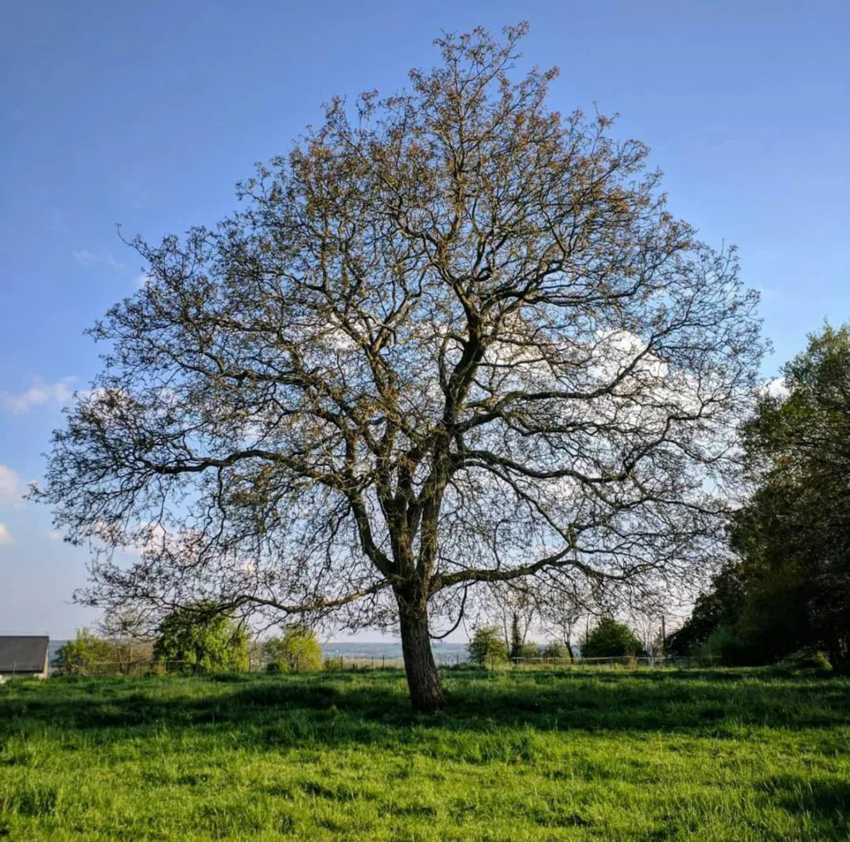 Four panels showing a tree in winter, spring, summer, and fall.