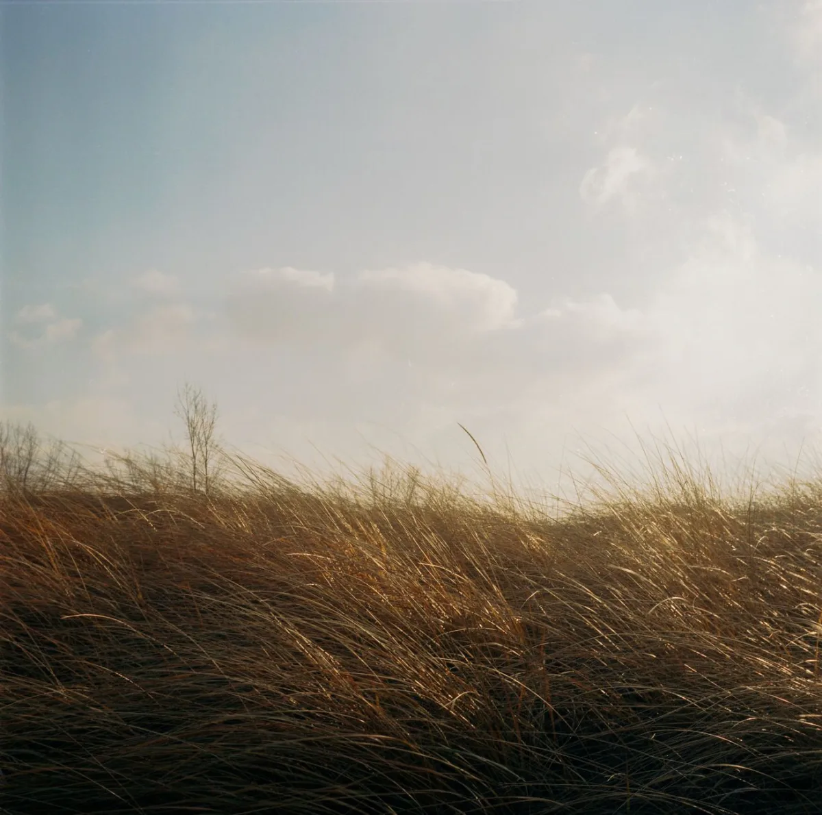 Wind blowing through tall grass with a residential rooftop visible beyond.