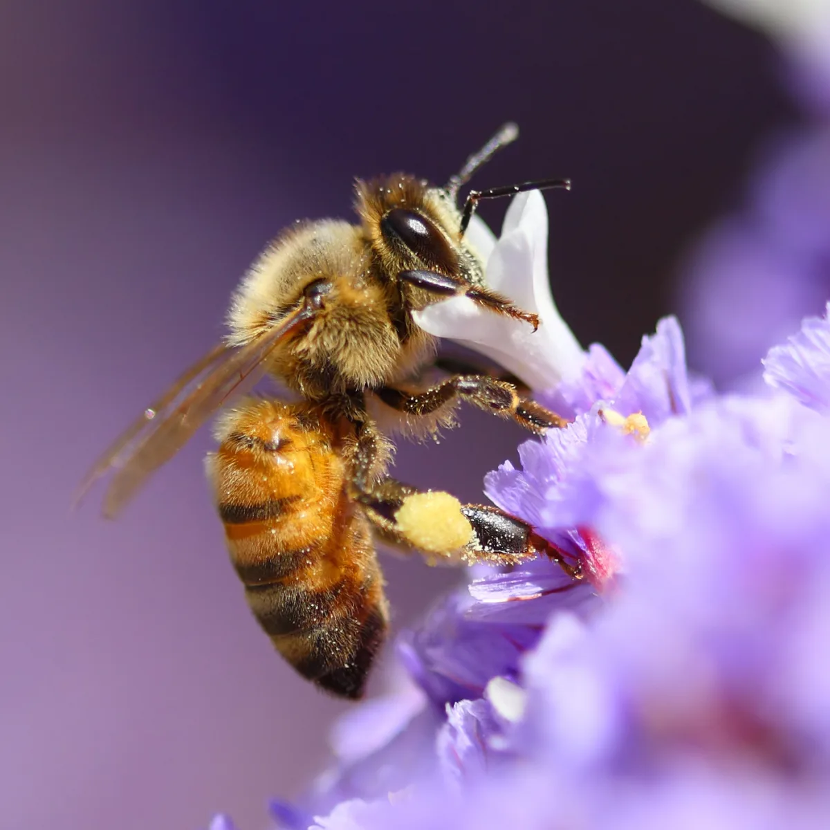 A honeybee gathering pollen from a cluster of small purple flowers